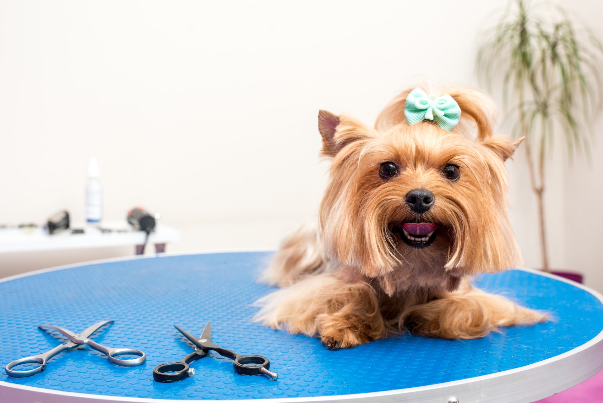 Mobile Dog Grooming in El Paso, TX Scrub A Dub In A Mobile Tub