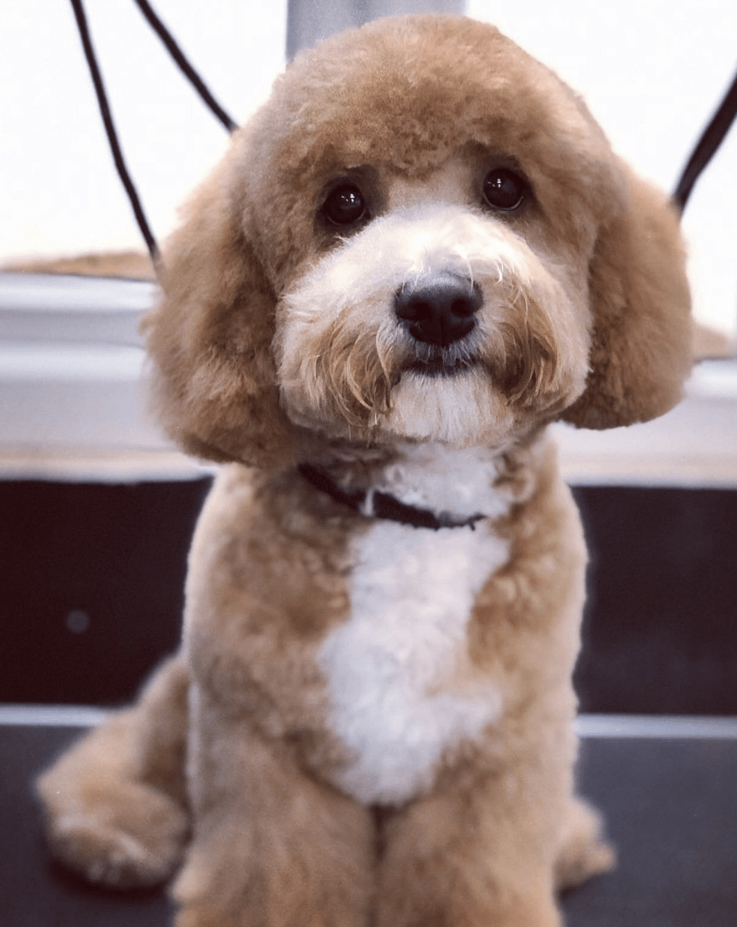 Short Bark & Sides Professional Dog Grooming Established pet shop