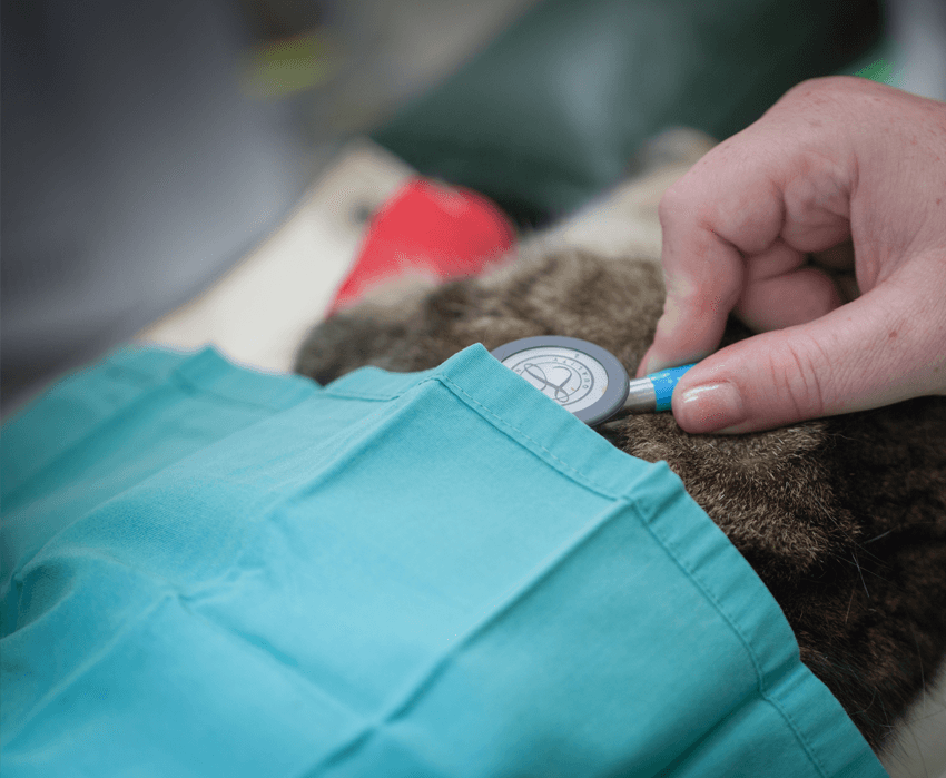 Veterinary care Shepherds' Vets Centre Kidderminster