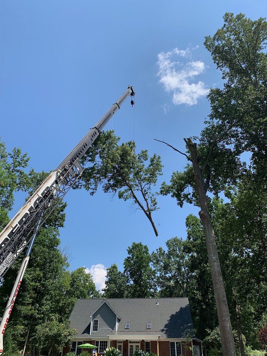 Tree Removal — York, South Carolina — Smarr's Tree Service LLC