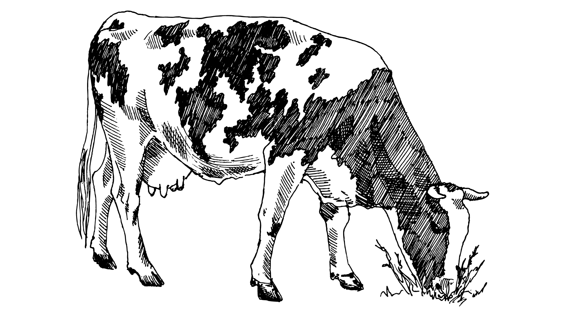 Parsons Livestock Auction LLC Cattle Market KS