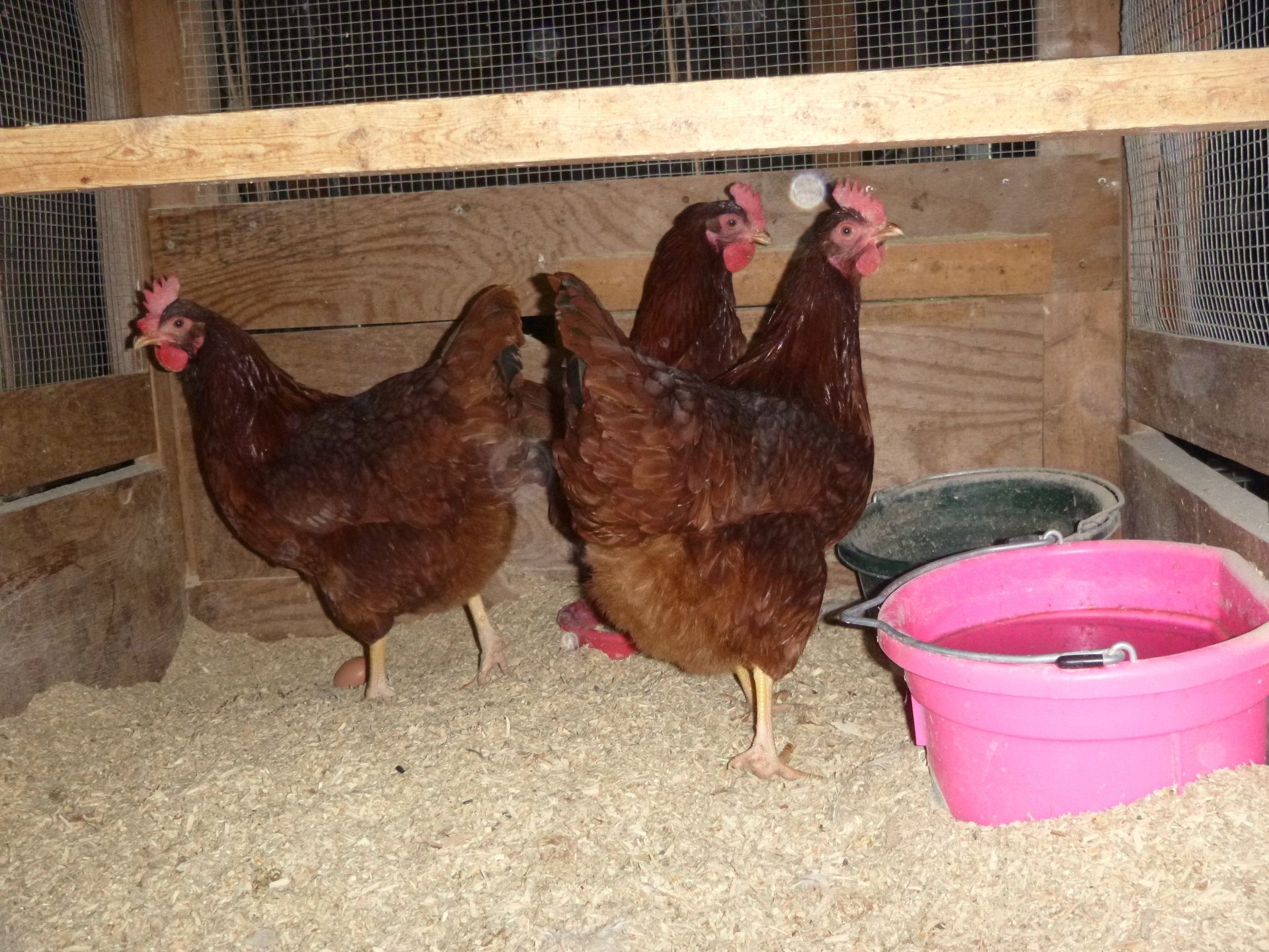 Organic Chicken Poultry Livestock Feeds RCR Organic Feed Store