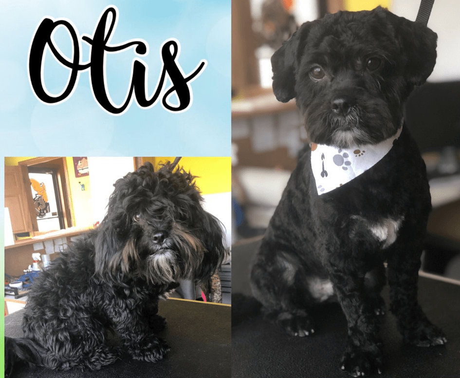 Grooming Holmen, WI Doggie Business LLC