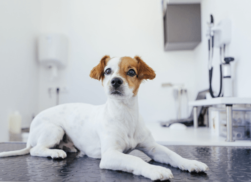 Critter Care Veterinary Clinic Laredo, TX Animal Hospital