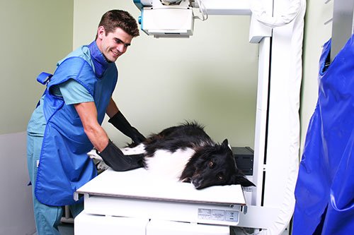 Animal Digital Radiology Critter Care Veterinary Clinic Laredo, TX
