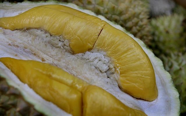 MUSANG KING