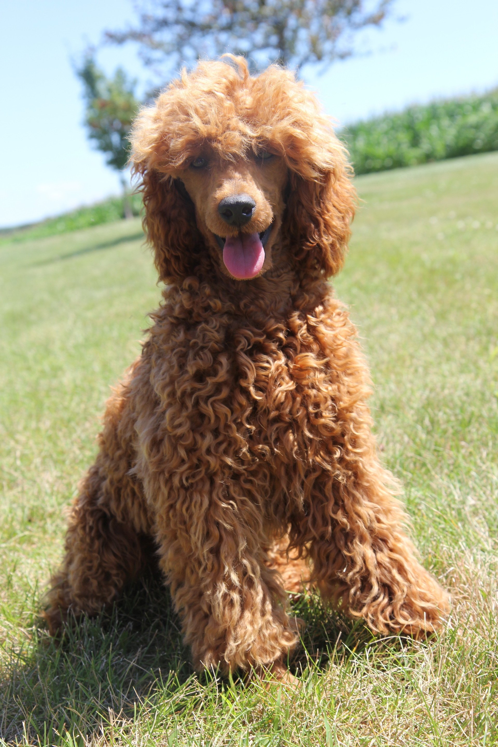 Poodle Dog Photos, Download Free Poodle Dog Stock.