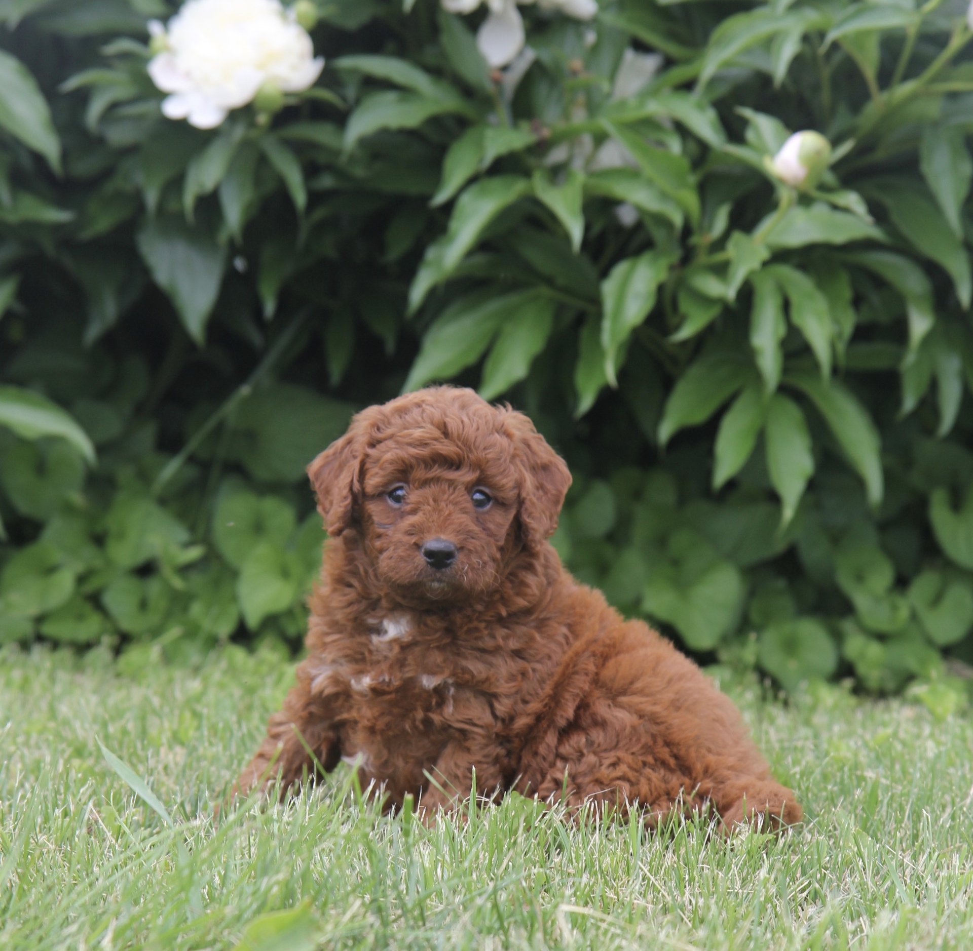 Petite Goldendoodles