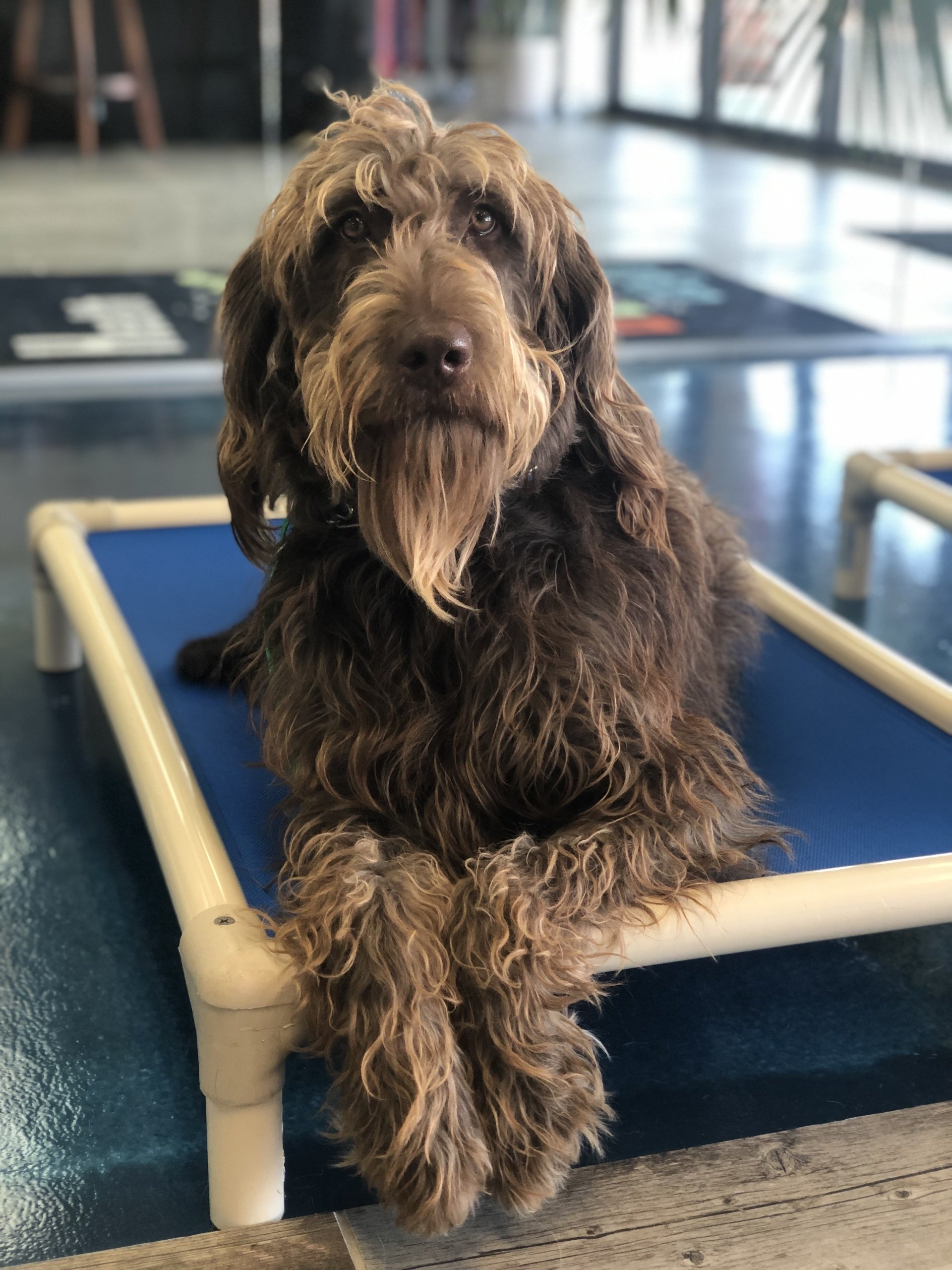 Dog Training Naperville, IL Beach For Dogs