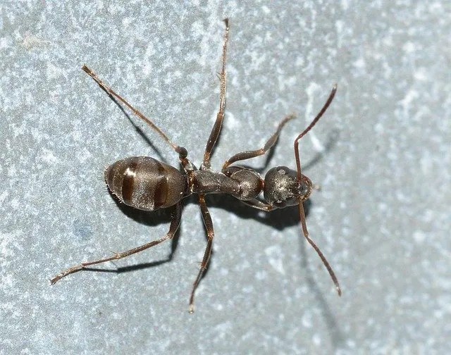 Ants Pest Control Near Me Ant Specialist Near Me