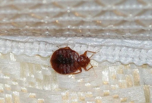 Slug A Bug Pest Control Pest Control