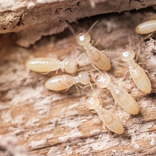 Home Coastal Exterminating, Inc. Wilmington, North Carolina