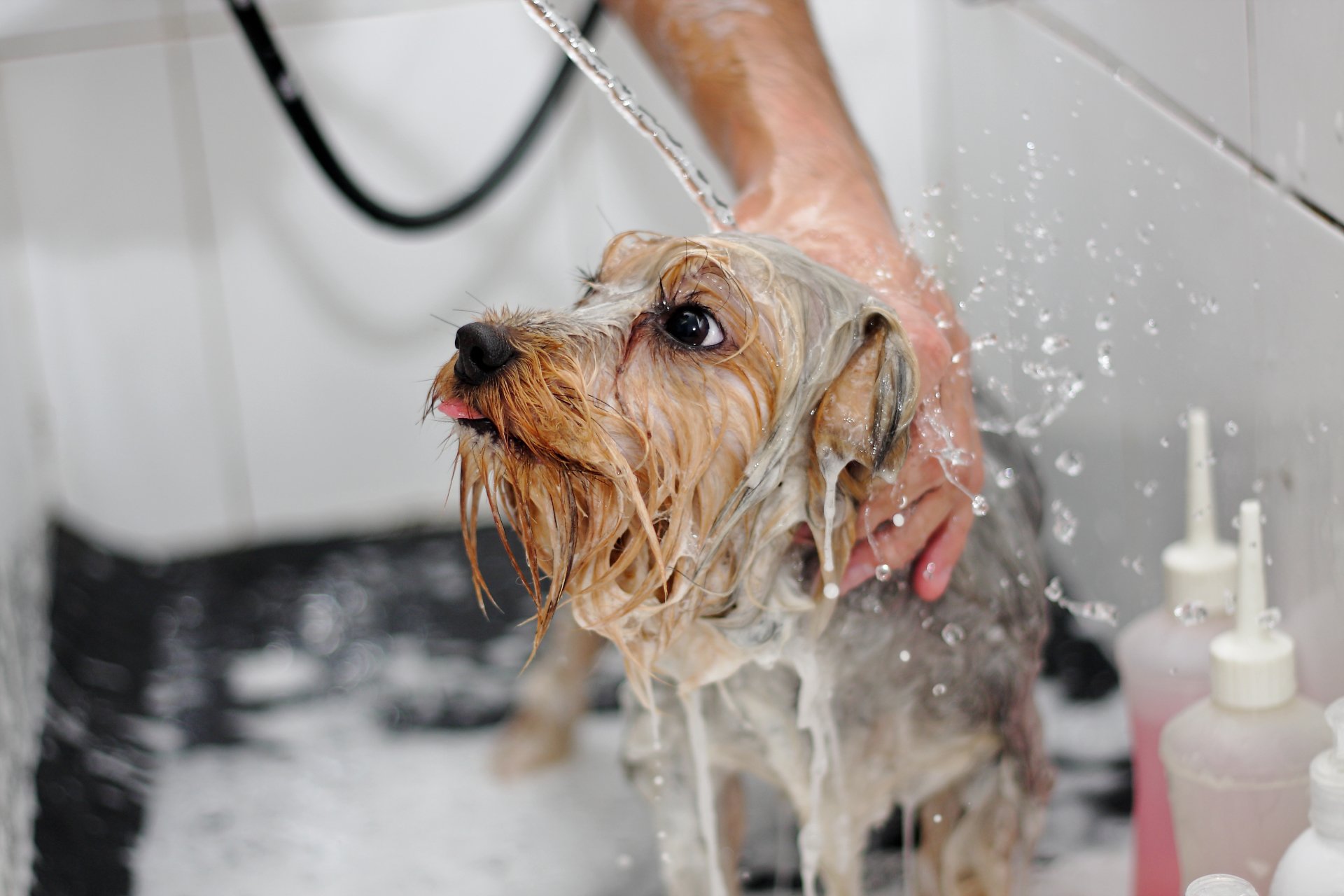 Mobile Dog Groomer Spokane, WA Spokane Mobile Dog Grooming