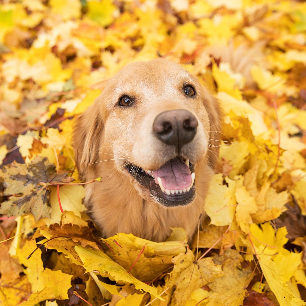 Mobile Dog Groomer Spokane, WA Spokane Mobile Dog Grooming