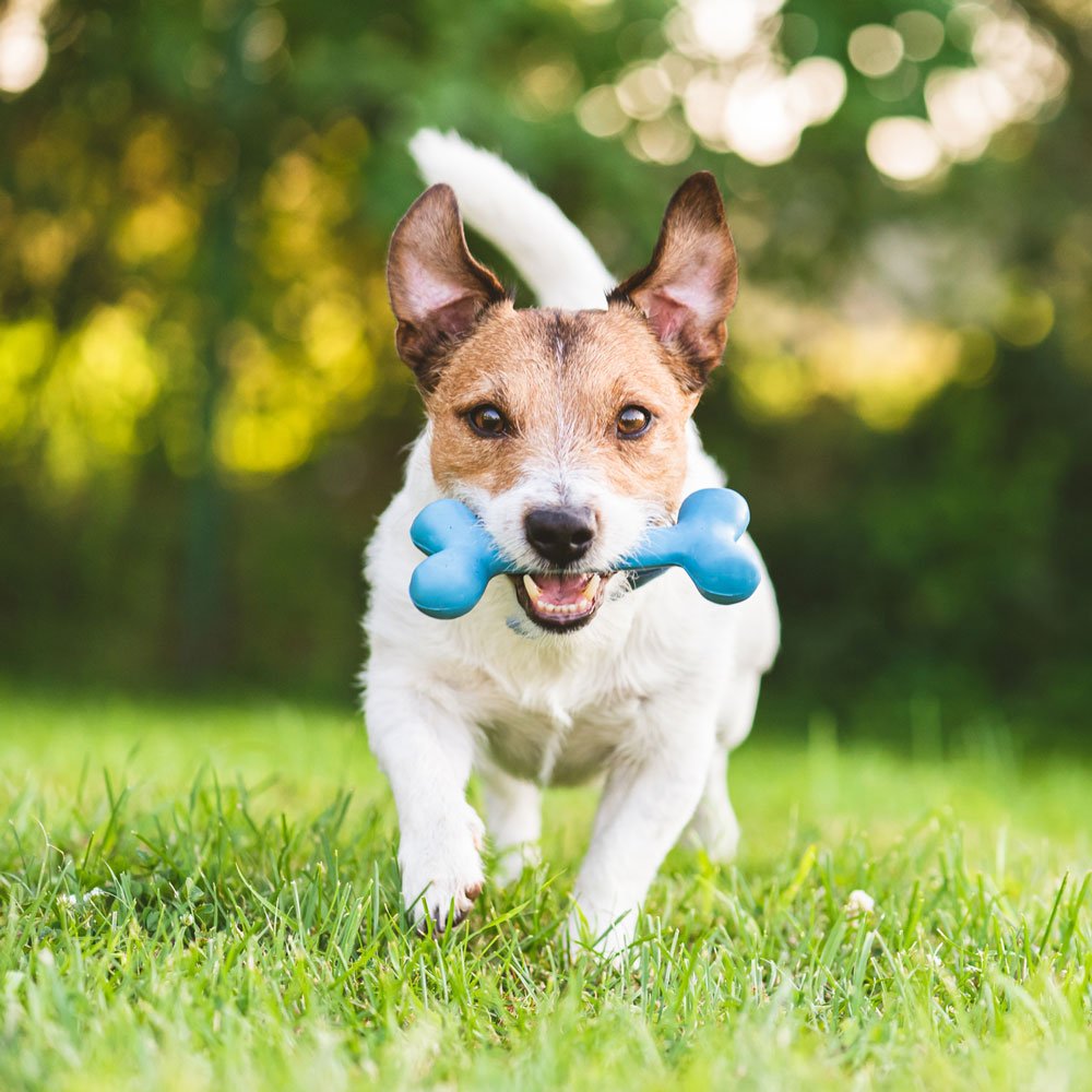 Mobile Dog Groomer Spokane, WA Spokane Mobile Dog Grooming