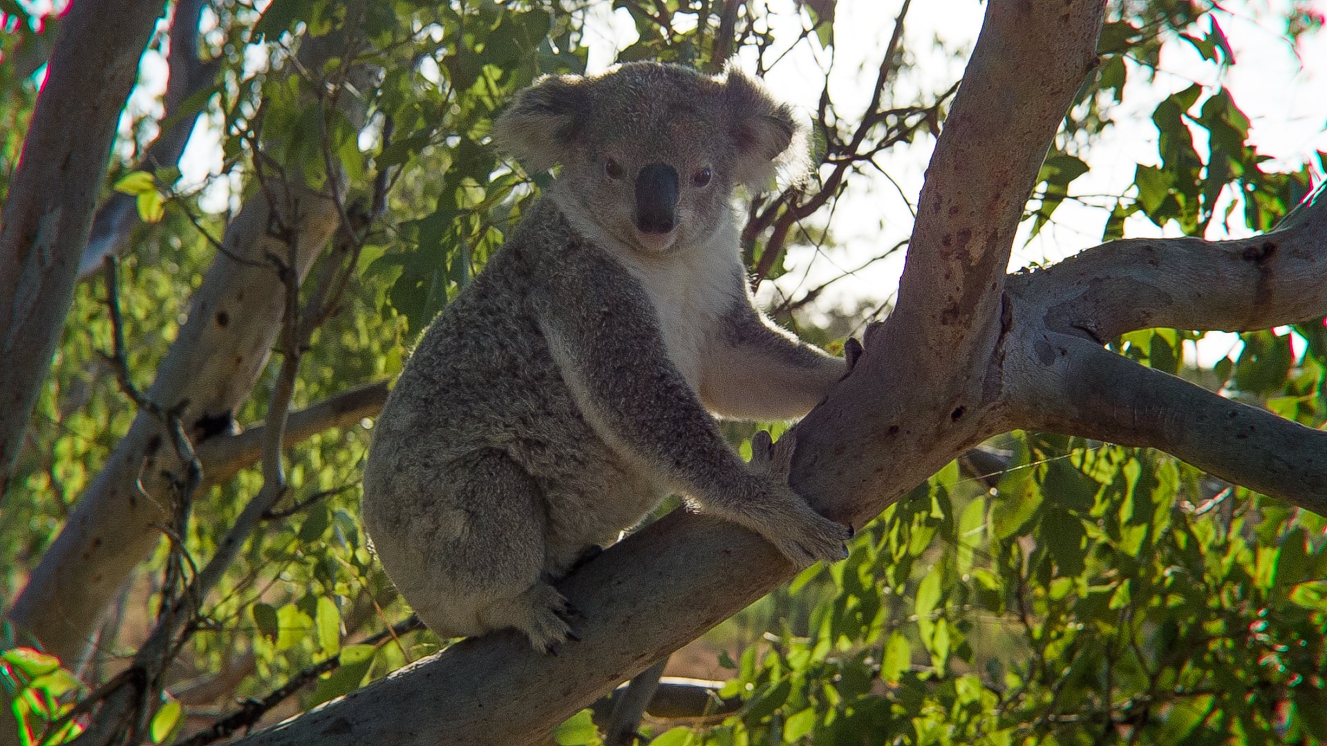 Filming Koalas in the Wild