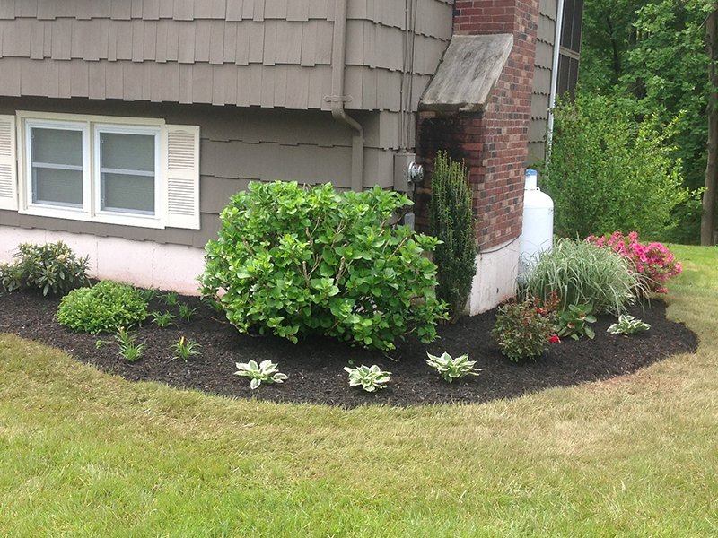 Best Low Maintenance Plants for Connecticut