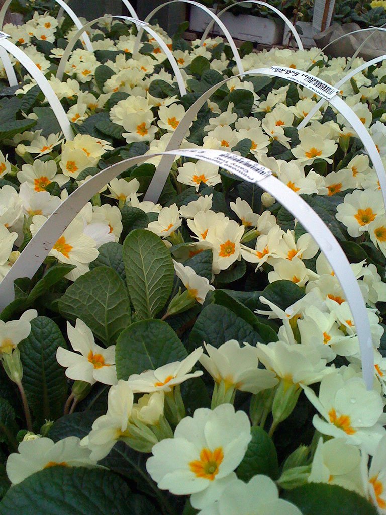 Garden Centre near Wareham, Dorset Holme for Gardens