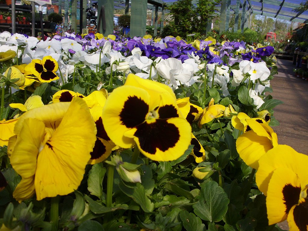 Garden Centre near Wareham, Dorset Holme for Gardens