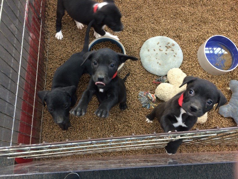 Pet Adoption in New Orleans, Louisiana Double “M” Feed, Garden & Pet