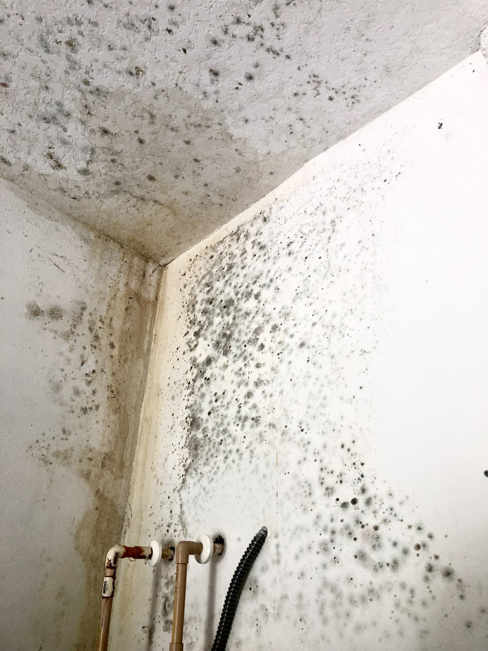 Mold Remediation Central & Southern Florida Mold Masters