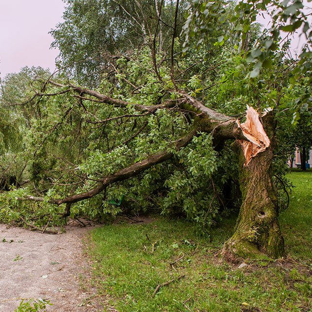 Tree Services Kansas City, MO Glorioso Tree Service