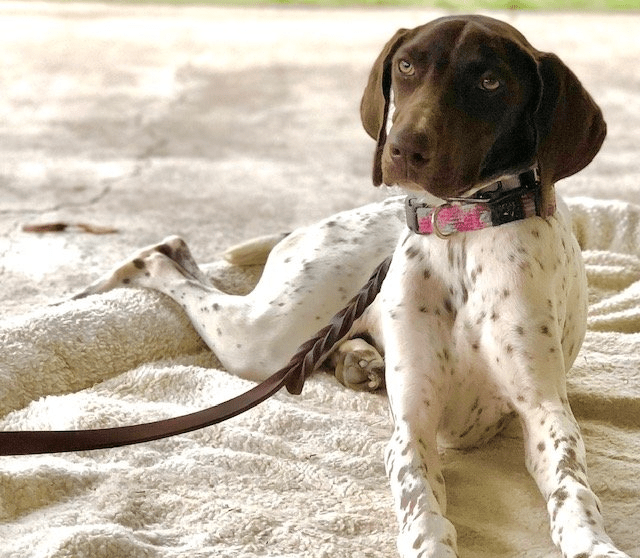 Gallery Maringo Creek Farm Dog Boarding & Training in Opelika AL