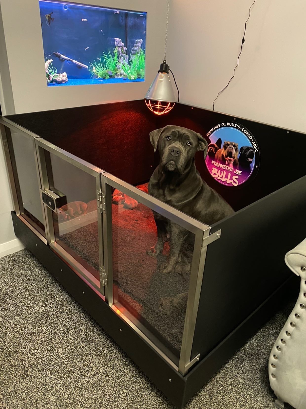 How to Prepare for Your Dog to Give Birth