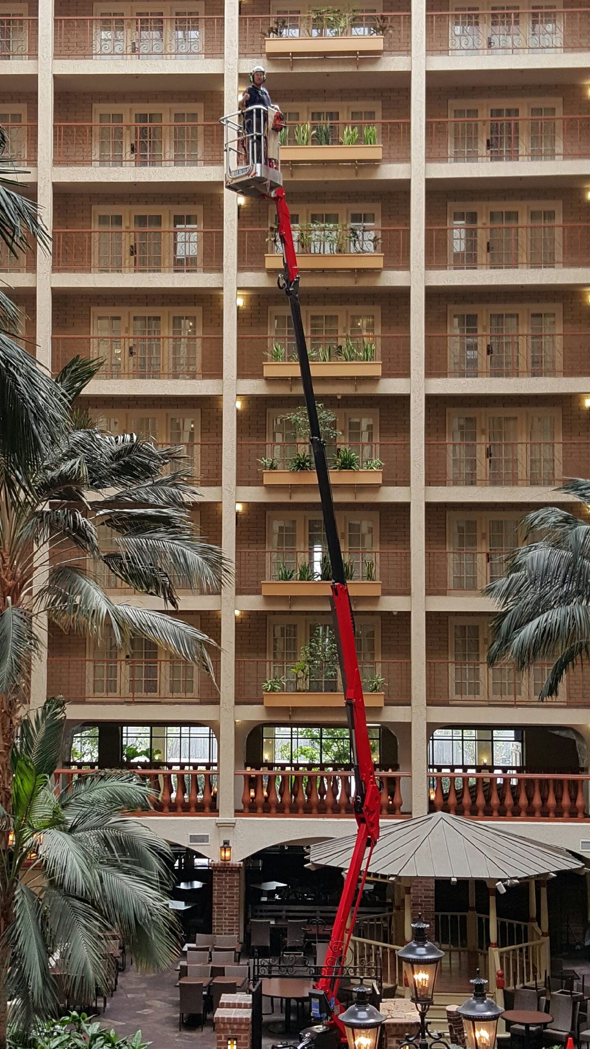 Palm Tree Removal Texas Full Canopy Tree Care Licensed