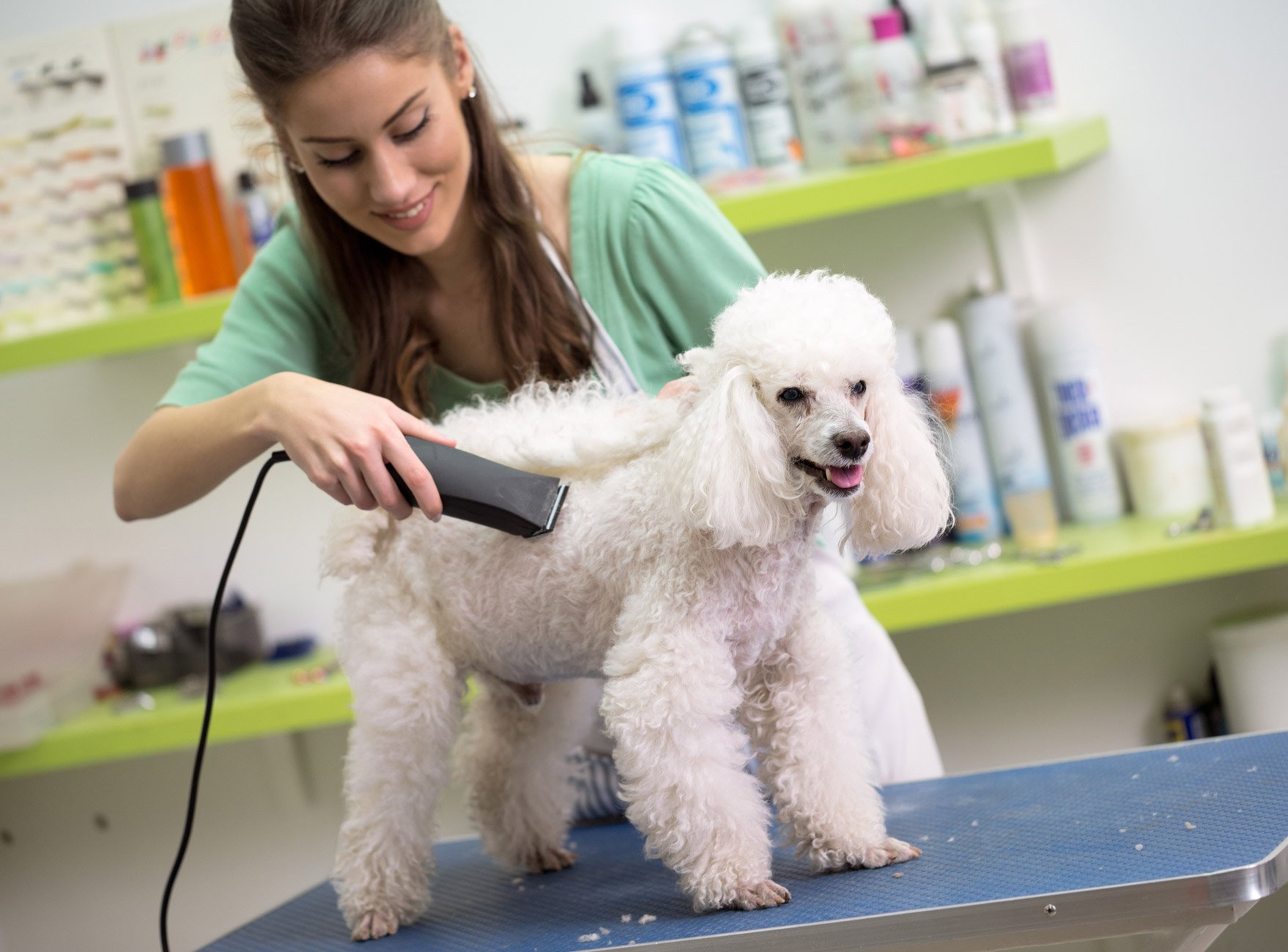 Canine & Co Depew, NY Home