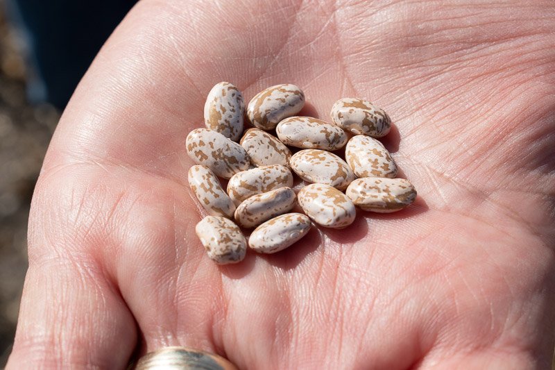 AquaYield® Dry Edible Bean Program