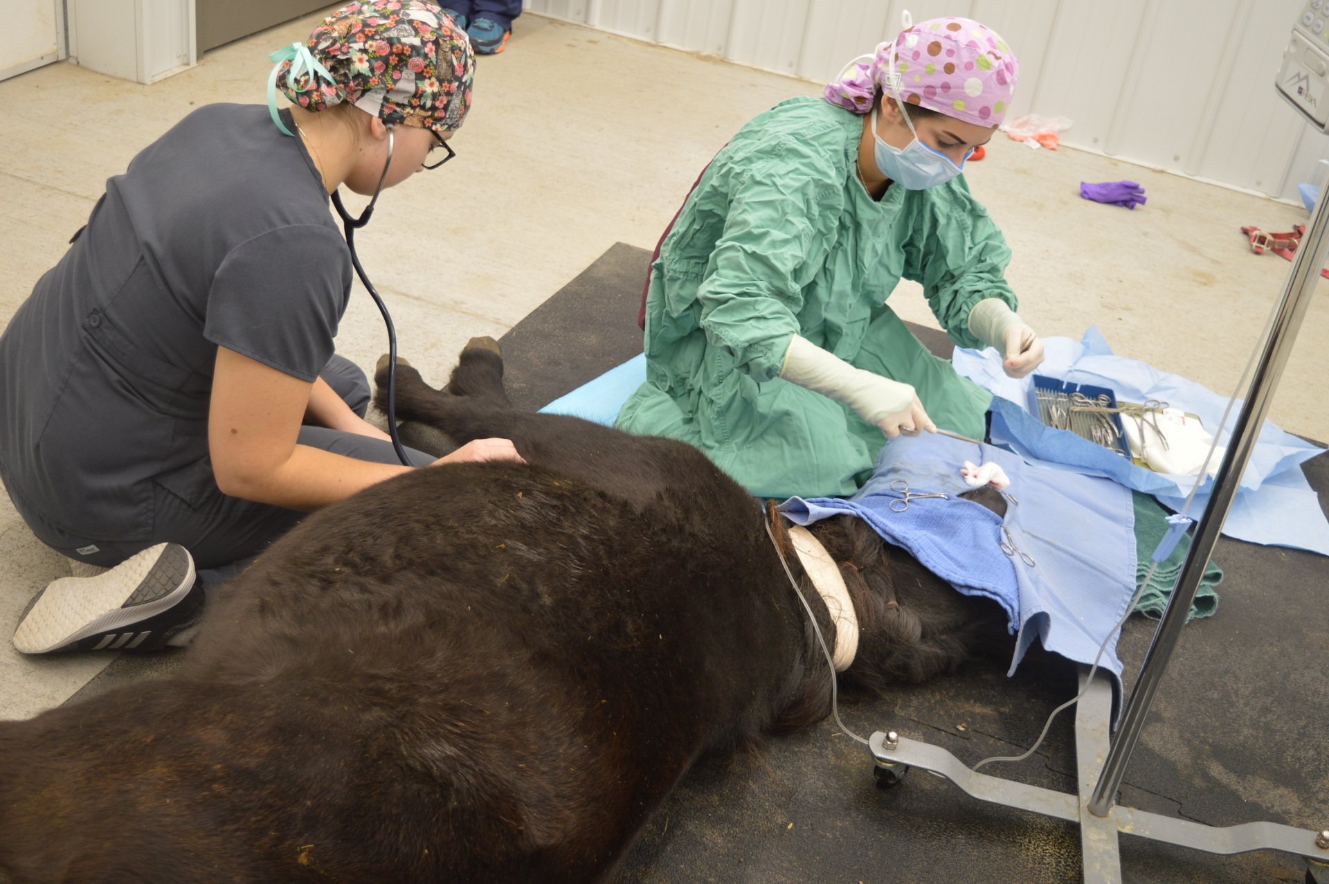 TimberCreek Veterinary Hospital Manhattan, KS Veterinarian