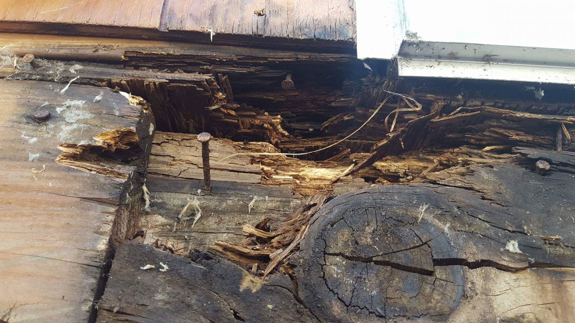 Termite Control — Tri County Pest Control in Greater Houston.