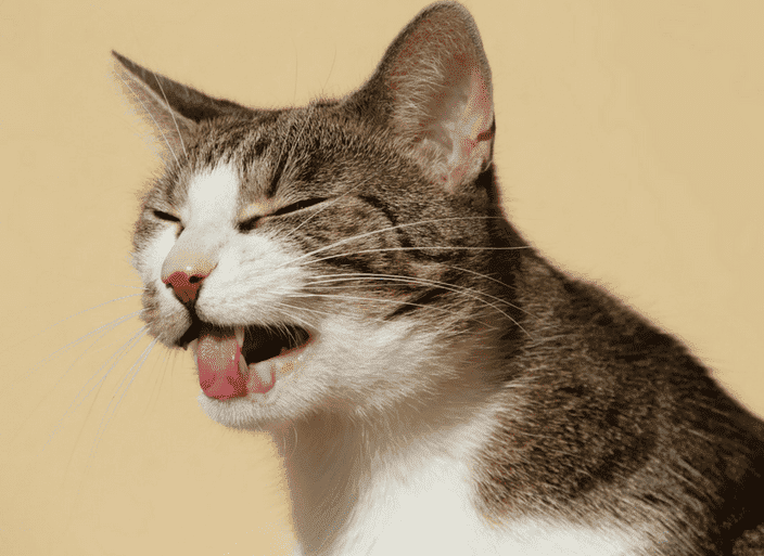 Why Does My Cat Vomit?