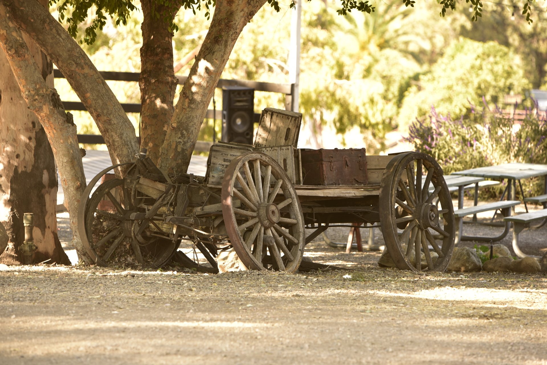 Chistmas Tree Farm Inland Empire Christmas Tree Farms Redlands