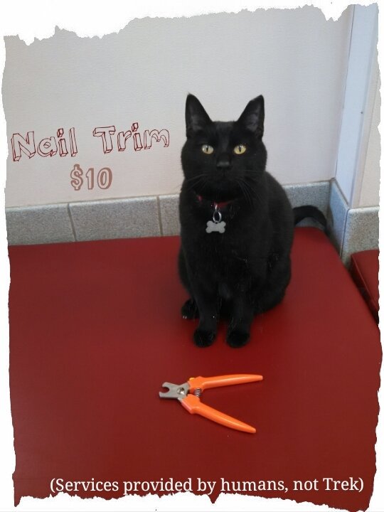 Patient Forms Gwinn, MI GwinnSawyer Veterinary Clinic