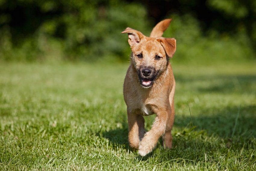 Dog boarding Five Oaks Boarding Kennels, Worcester, Droitwich