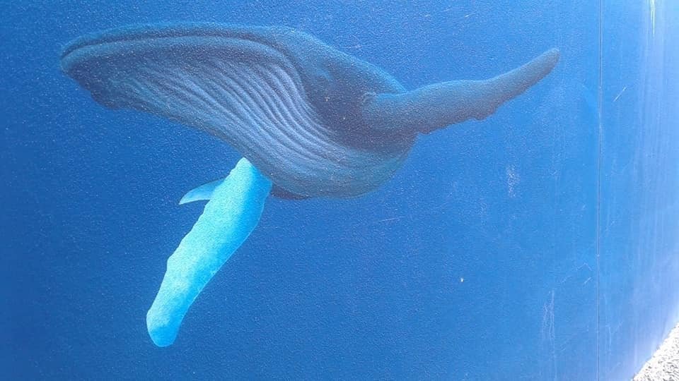 Woolgoolga Water Tower Art