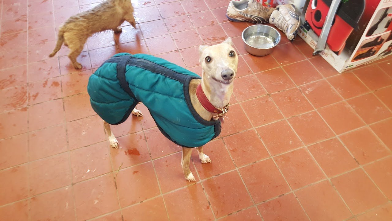 Kennel The Grange Boarding Kennels & Cattery