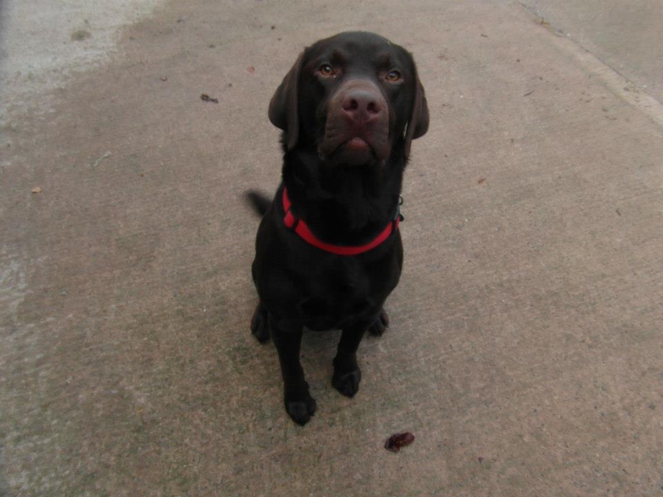 Kennel The Grange Boarding Kennels & Cattery