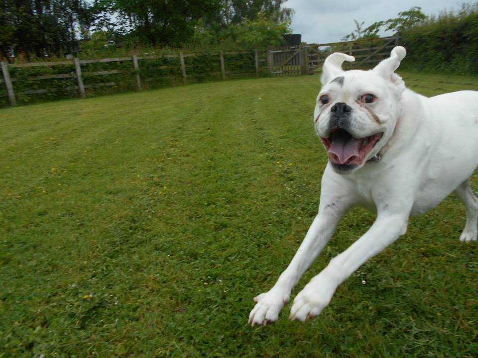 Kennel The Grange Boarding Kennels & Cattery