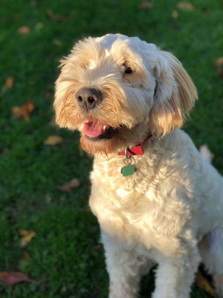 Kennel The Grange Boarding Kennels & Cattery