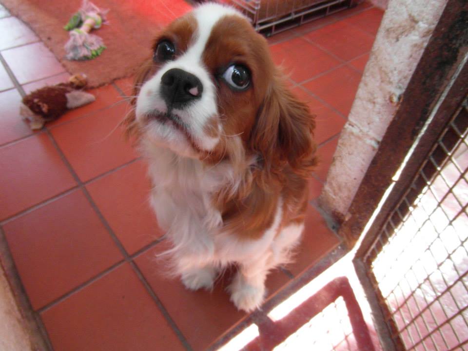 Kennel The Grange Boarding Kennels & Cattery