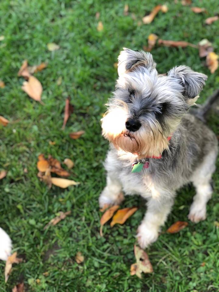 Kennel The Grange Boarding Kennels & Cattery
