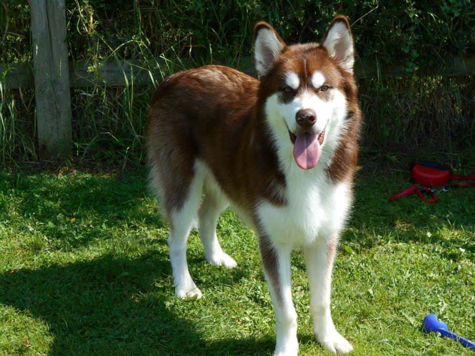 Kennel The Grange Boarding Kennels & Cattery