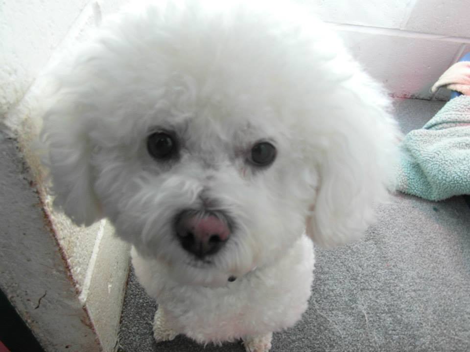 Kennel The Grange Boarding Kennels & Cattery