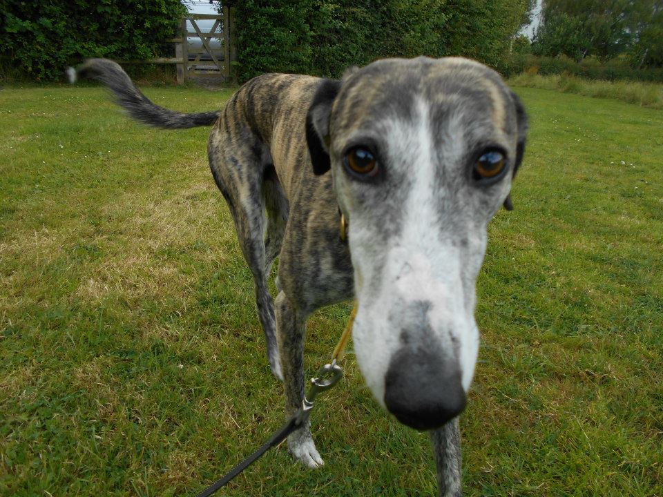 Kennel The Grange Boarding Kennels & Cattery