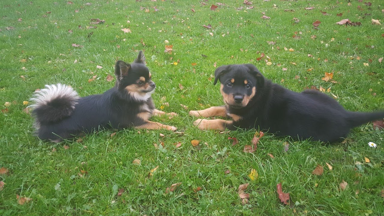 Kennel The Grange Boarding Kennels & Cattery
