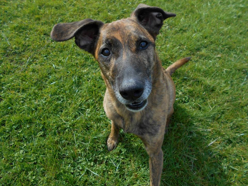 Kennel The Grange Boarding Kennels & Cattery