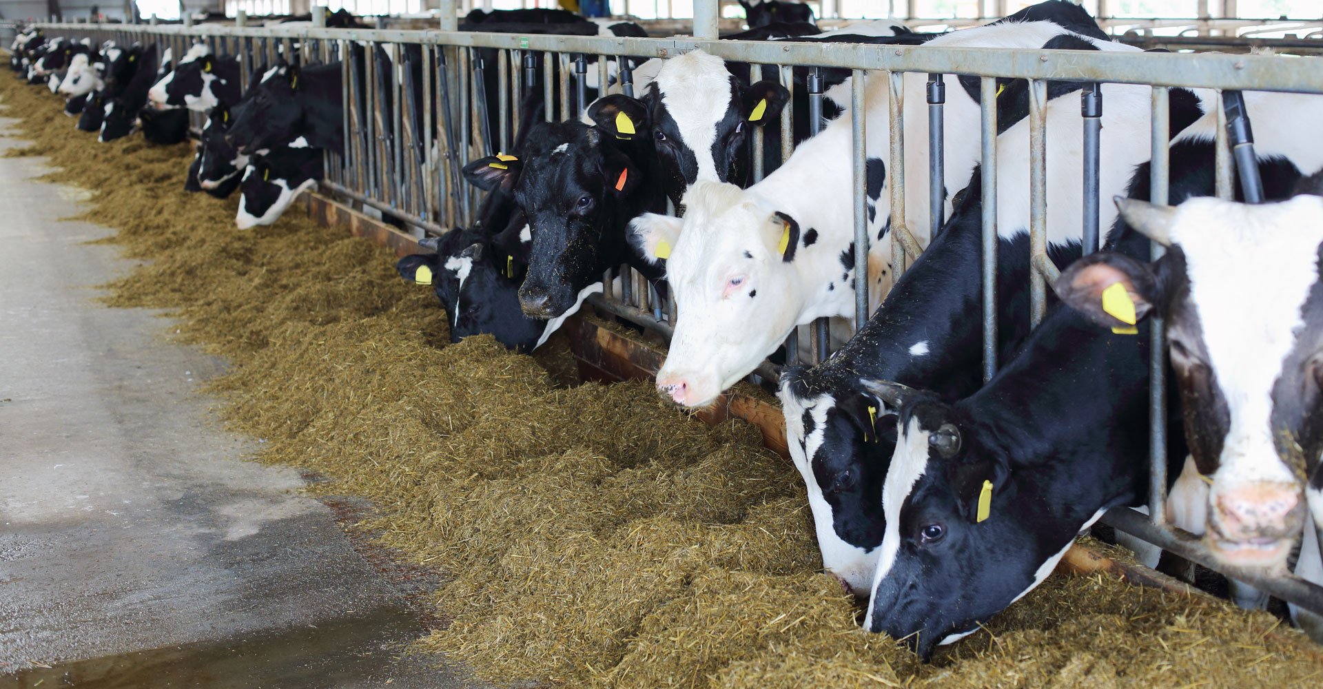 High quality cattle feed McCullagh's Fuels & Feeds